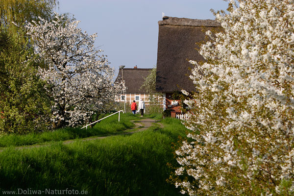 Frhjahrsblte-Deichpfad Altesland blhende Obstbume mit Besucher Reethuser