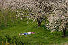 50500_Kirschbäume Frühlingsblühen über Paar in Gras liegend unter Obstbaum