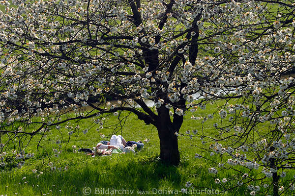 Kirschbaumblüte über Paar auf Frühlingswiese liegen im AltesLand