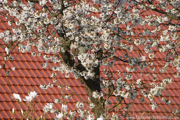 Kirschblüten vor Dachziegel in Altes Land Frühlingsblühen rot-weiss Bilddesign