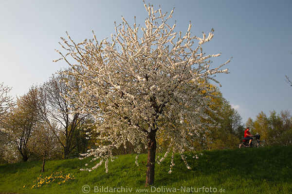 Baumblte Frhling am Deich in Altes Land Fahrrad-Ausflug per Pedale