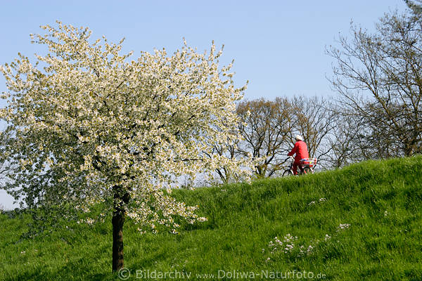 Kirschblte Radlerin auf Grndeich in Francop AltesLand per Fahrrad