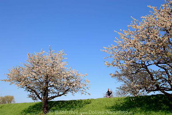 Radler in Frhling Bltezeit auf Deich AltesLand Francop Kirschblte