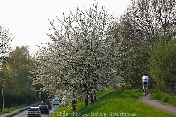 AltesLand Frhling Radfahrer auf Deich in Kirschblte ber Autos