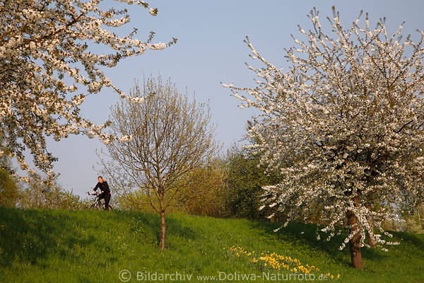 Kirschblte Radfahrerin auf Deich Altes Land Frhling per Pedale