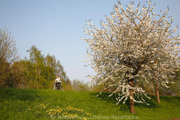 AltesLand Frhling Radfahrer auf Deich bei Baumblte
