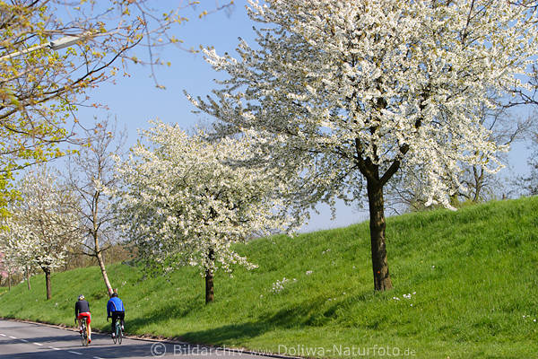 AltesLand Kirschblüte Frühling Radfahrer Deichstraße radeln