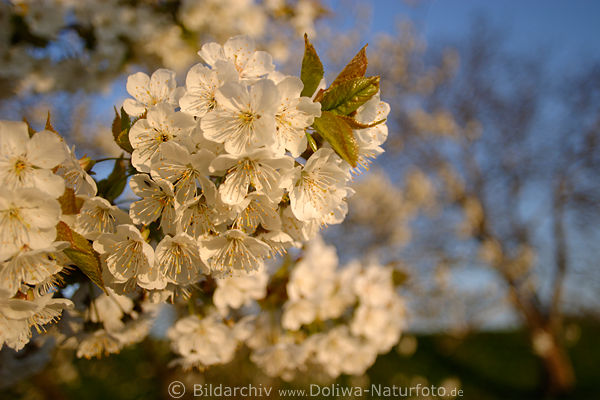 Kirschblüten Großbild blühender Baumzweig Frühling weiße Pracht in AltesLand