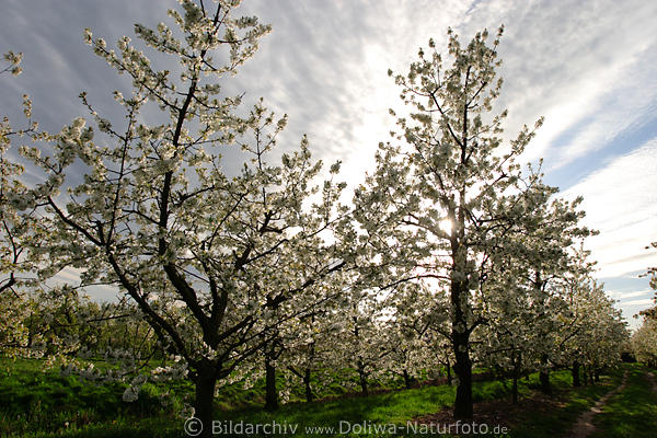 Obstplantage Altesland Kirschbume Frhlingsblte in Sonne-Gegenlicht