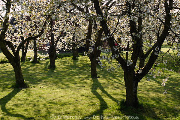 Altesland blühende Kirschbäume Frühlingsblüte über Grünwiese