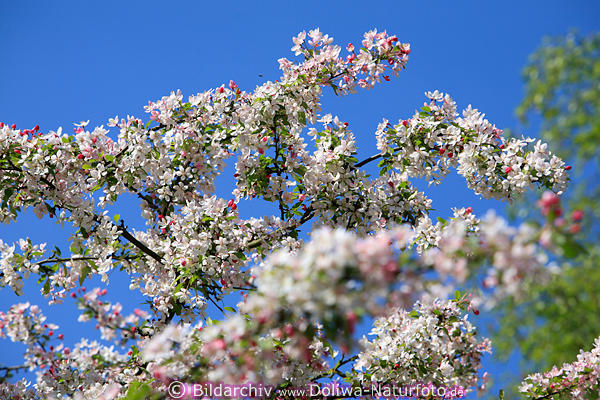 Holzapfel Frühlingsblüten weiß-rot Blütenpracht am Blauhimmel