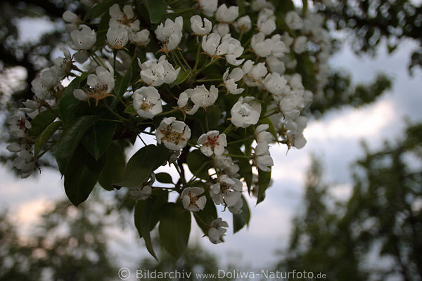 Birnenblte am Obstbaumzweig in AltesLand Frhling