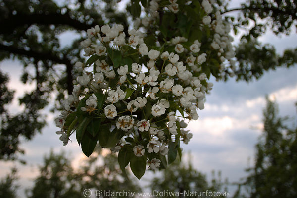 Birnenblüte in AltesLand Frühlingszeit am Birnbaumzweig