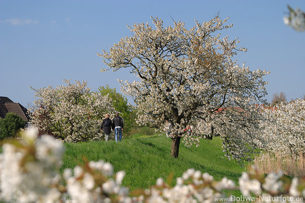Altesland Obstbaumblüte am Deich Frühling-Blütenpracht Naturfoto Apfelblüte-Bilder
