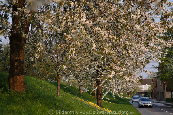 Deichweg Autos in Altesland-Frhling Obstbume blhen