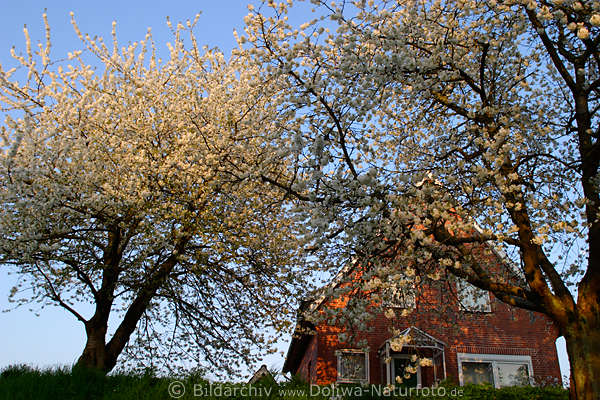 Kirschbume Bltezeit in Estebrgge AltesLand vor Haus am Deich