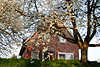 50284_Altes Land Wohnhaus am Deich in Kirschblüte Fotografie Frühling Blütezeit auf Kirschbäumen