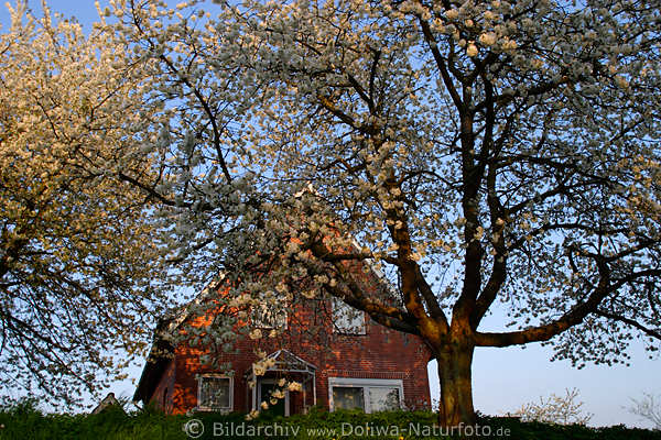 AltesLand Haus am Deich hinter Kirschbaum in Frühlingsblüte