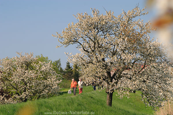 AltesLand Frauen Paar Spaziergang auf Deichpfad bei Kirschblte Obstbumeblte