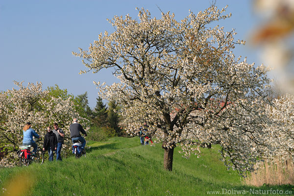 Altes Land Frhling Kirschbaumblte Deichpfad Radfahrer Spaziergnger