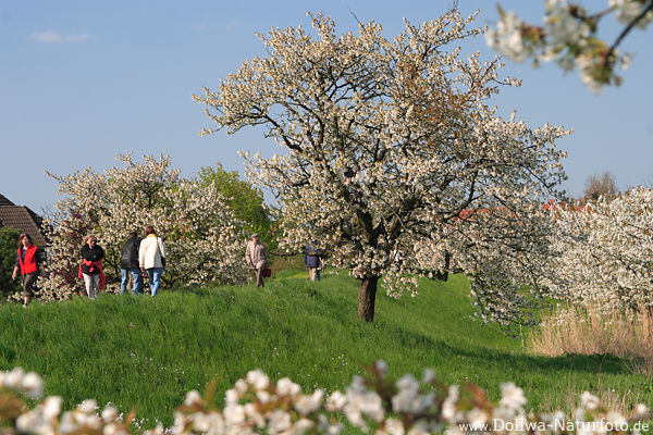 AltesLand Frhling Deich weie Pracht Kirschblte Spaziergnger