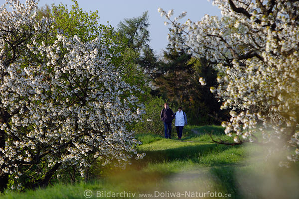 Deichblte Frhling-Stimmung Obstbume Spazierallee Altesland mit Paar