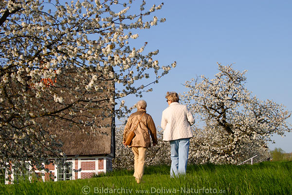 AltesLand Frauen-Paar auf Deich Grasweg Obstbäume Frühlingsblüte spazieren