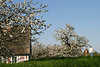 50331_ Altes Land Deichpfad am Haus in Obstbäumen Blütezeit, Frauenpaar bei Kirschblüte spazieren an Este