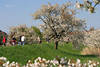 Frühling am Deich Kirschblüte weiße Pracht Foto Altes Land Wanderpfad Spaziergänger