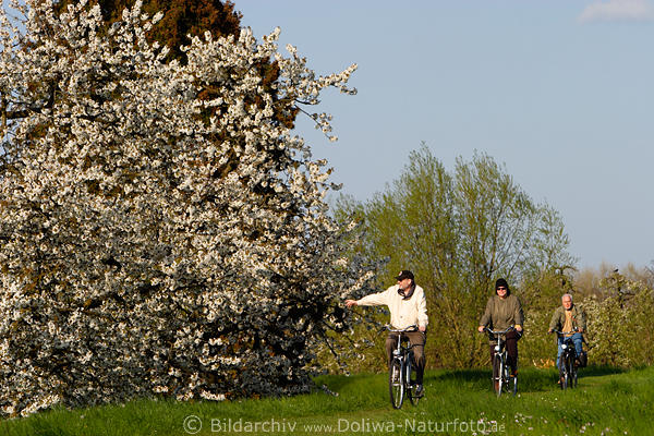 Altes Land Fahrradfahrer auf Deich radeln in Blütezeit Frühling Radausflug