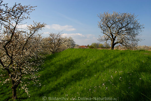 Deichwiese Kirschbaum in Frhlingsbild Altesland Reise an die Este bei Hamburg