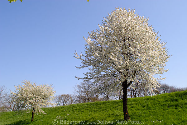 Altes Land weisse Kirschbume Frhling-Bltezeit am Deich in Francop