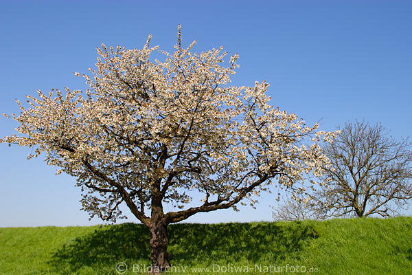 Kirschbaum Frhlingsblte am Deich in Altes Land weie Pracht