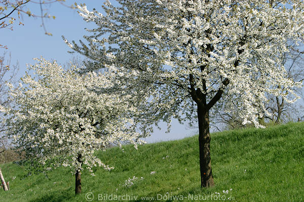 AltesLand weiß blühende Kirschbäume in Francop Deich Frühlingsblüte