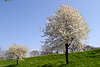 50421_ Altes Land Deich Foto in Kirschblüte, Kirschbäume in Blütezeit an Straße im Frühling, Obstbaumblüte