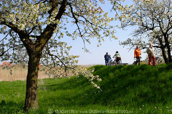 AltesLand Frhling Kirschblte Deich Spaziergnger Radfahrer Wanderer in Knigreich