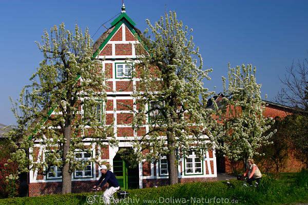 AltesLand typisches Haus in Moorende hinter blhenden Bumen