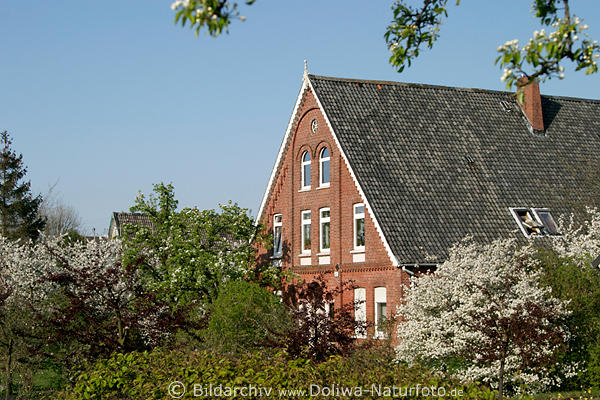 Blhende Bume um Bauernhaus in Francop Frhlingsblte in AltesLand