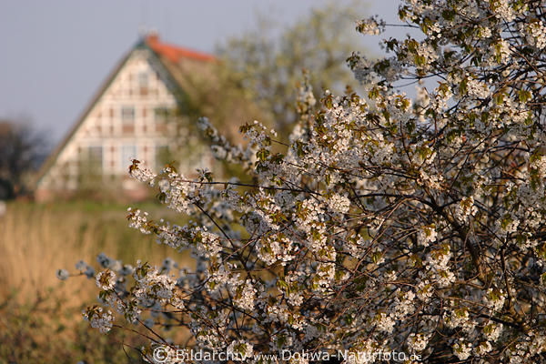 Friesenhaus in Kirschblte Altes Land bei Hove