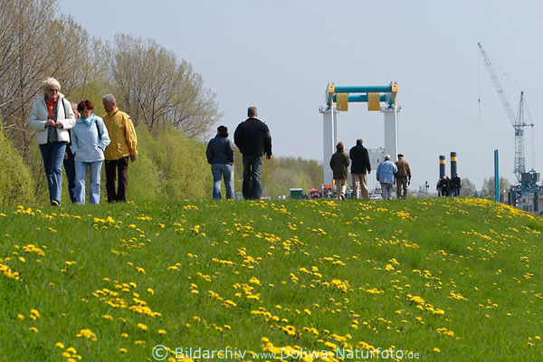 Elbdeich Frhling Bltenmeer vor Estebrcke Werft-Krne Paare Spaziergang