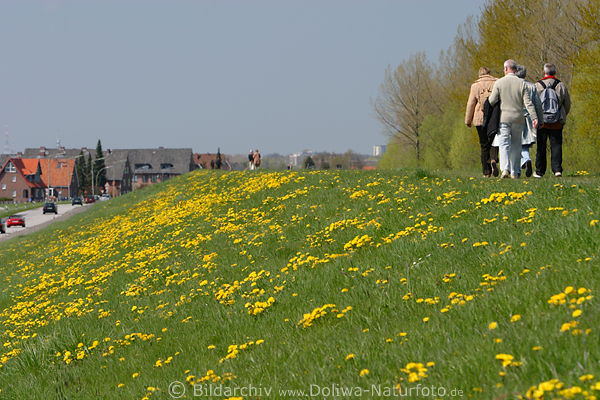 AltesLand Frhlingsblte Spaziergang auf Cranzer Elbdeich in Gelbblumen
