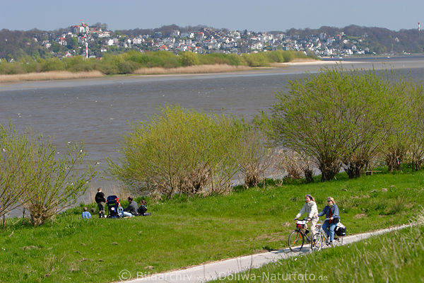 Altes Land Radfahrer auf Elbdeichweg Frhlingsfahrt Picknick an Elbe Wiese Familienausflug