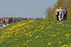 50474_Altes Land Frühling Spaziergang auf Cranzer Elbdeich in Gelbblumen Foto Blütezeit auf Deichwiese