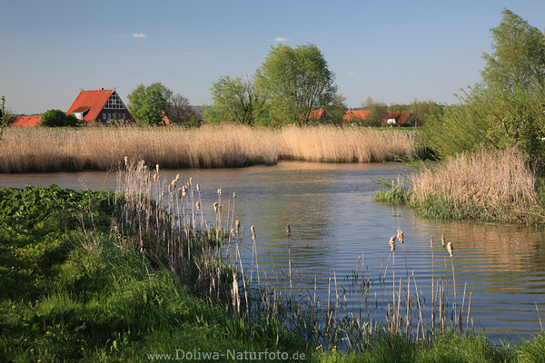Este Wasser Landschaft Naturfoto Schilf Ufer gr�ner Fr�hling rote Hausd�cher
