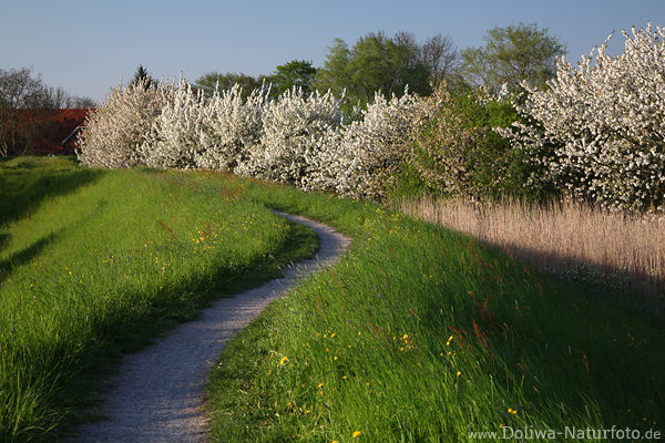 Estedeich Landschaft Frühlingsblüte blühende Natur Pfad AltesLand Wanderweg