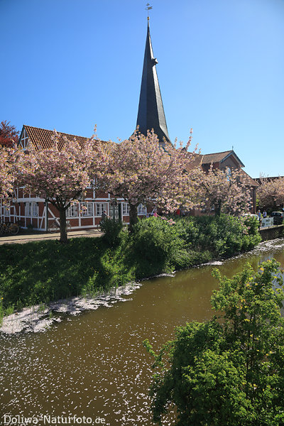 Fleet Frühlingsblüte am Wasser in Jork Altesland blühende Kirschbäume