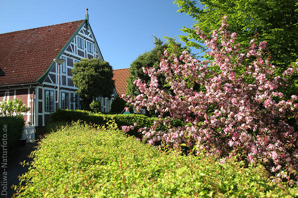 Jorkhaus Kirschblte Frhlingsblhen in Altesland Foto am Fachwerkbau Frontspitze