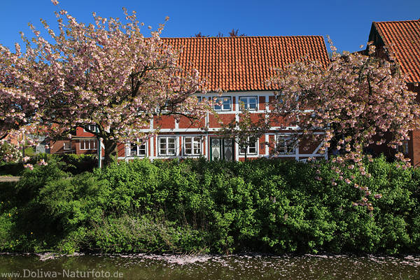 Kirschblüte am Fleetufer Jork Rothaus blühende Bäume Frühlingsbild