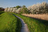 1600337_Estedeich Landschaft Natur weisse Baumblüte AltesLand Frühling am Wanderweg