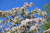 801015_ Alten Land Frühling Blütezeit Reisetip Foto: Holzapfel weiß-rote Blütenpracht am Himmel erleben